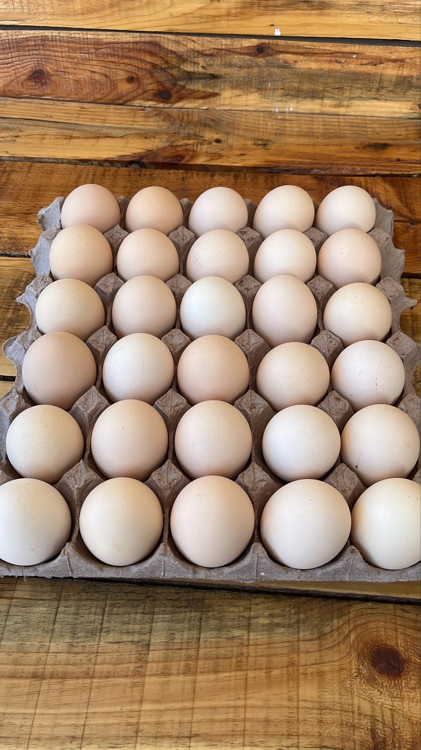 BEYAZ ÇİFTLİK YUMURTASI